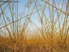 江蘇地區(qū)黃金槐價格參考！