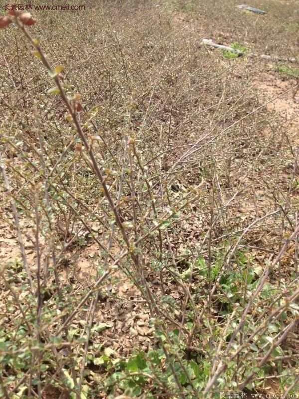 沭陽連翹花 沭陽連翹花