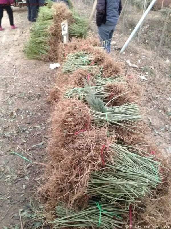 沭陽連翹花 沭陽連翹花