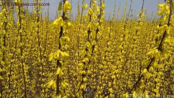 沭陽連翹花 沭陽連翹花