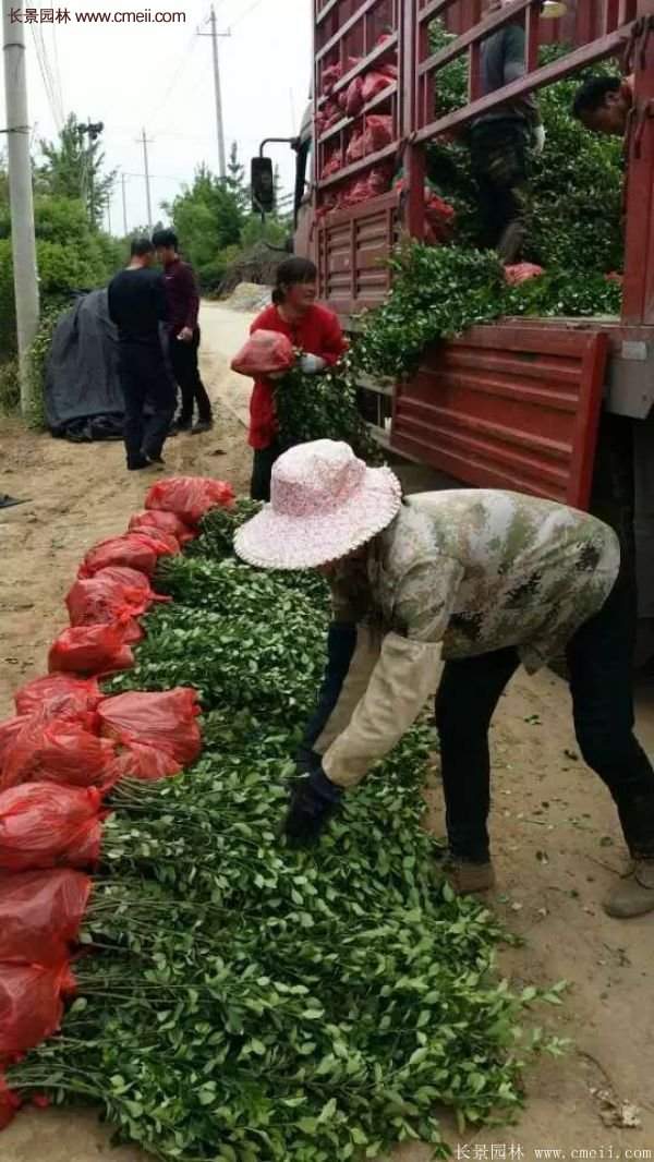 沭陽衛(wèi)矛 沭陽衛(wèi)矛