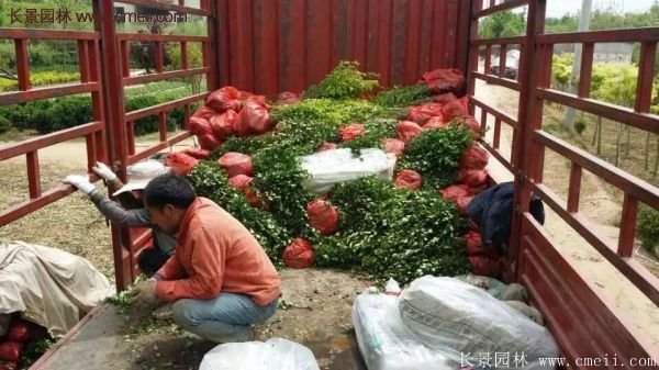 沭陽衛(wèi)矛 沭陽衛(wèi)矛