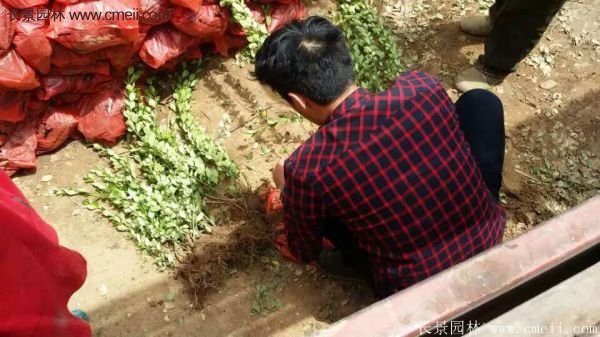 沭陽衛(wèi)矛 沭陽衛(wèi)矛