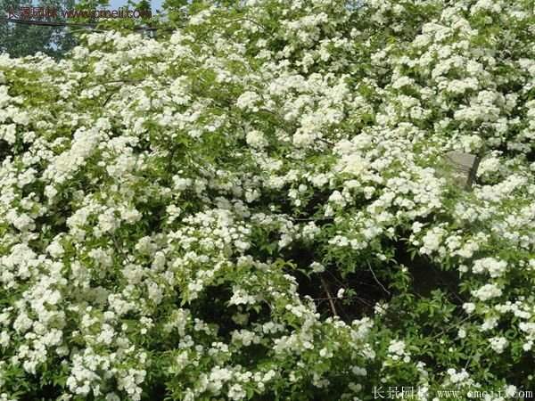 便宜的多花薔薇去哪買？