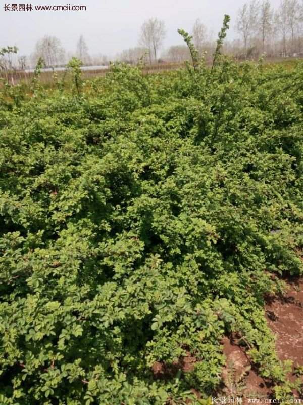 便宜的多花薔薇去哪買？