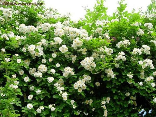 便宜的多花薔薇去哪買？