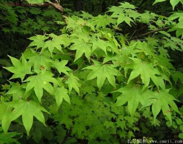 青楓樹苗產(chǎn)地都有哪些地方?