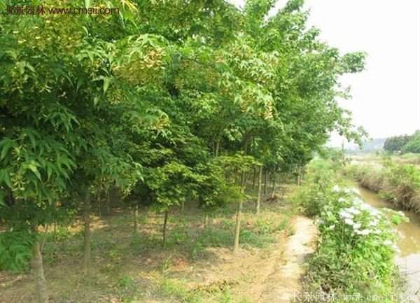 青楓樹苗產(chǎn)地都有哪些地方?