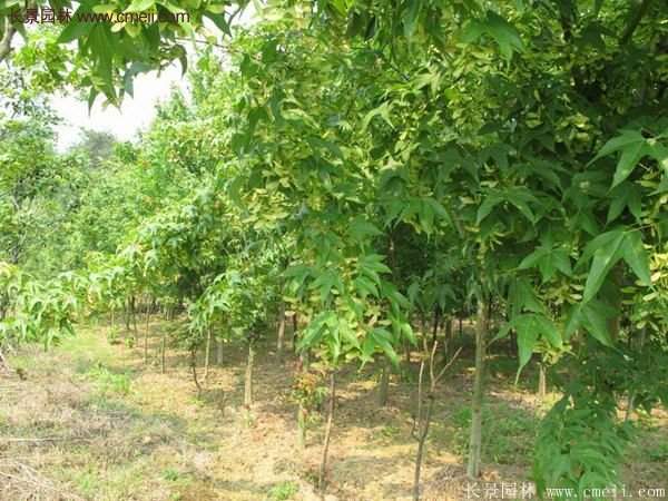 青楓樹苗產(chǎn)地都有哪些地方?