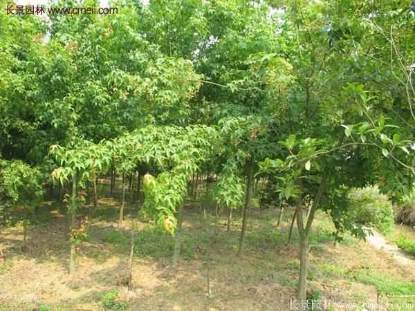 青楓樹苗產(chǎn)地都有哪些地方?