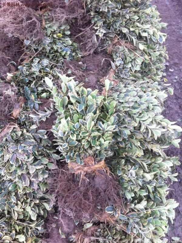 沭陽金邊黃楊 沭陽金邊黃楊