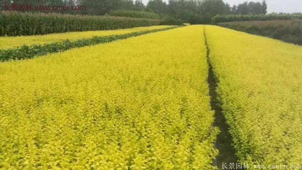 金葉女貞苗、金葉女貞球