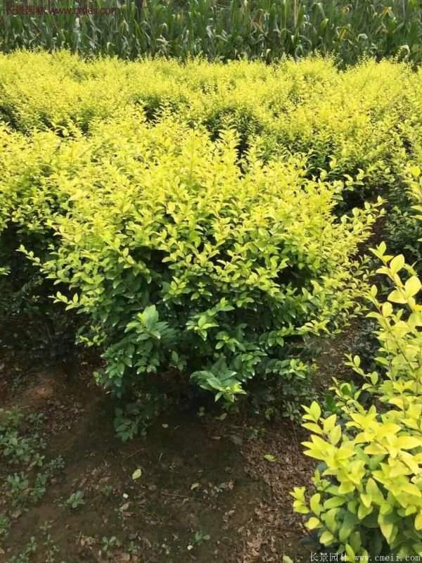 沭陽金葉女貞 沭陽金葉女貞