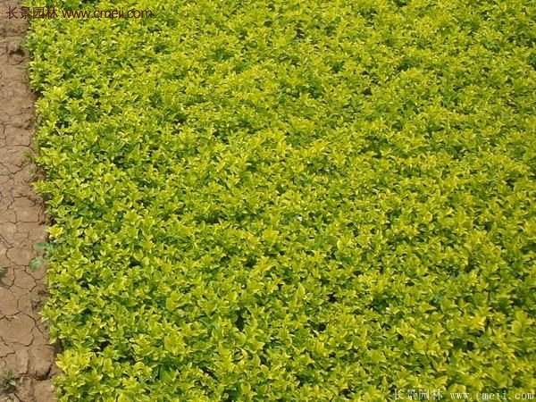 金葉女貞基地 金葉女貞基地