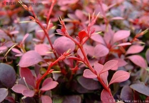 沭陽(yáng)紅葉小檗基地照片