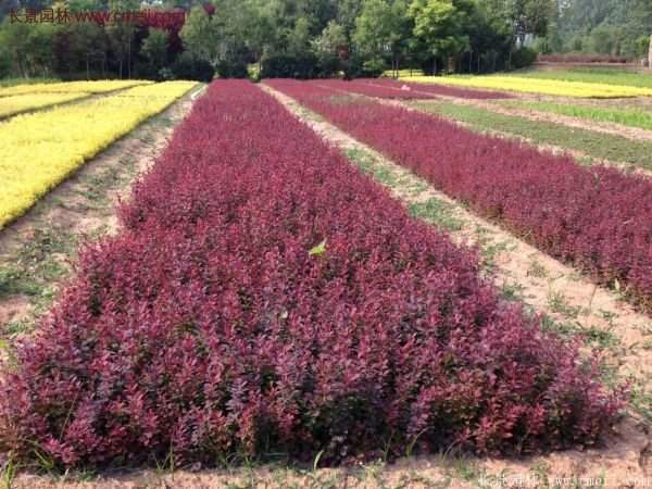 沭陽(yáng)紅葉小檗基地照片