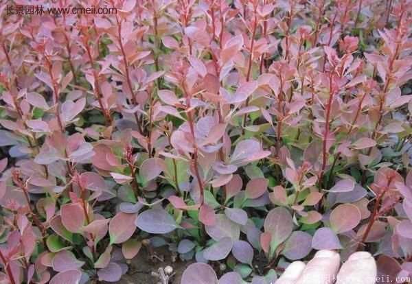 沭陽(yáng)紅葉小檗基地照片