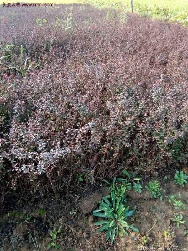 沭陽(yáng)紅葉小檗基地照片