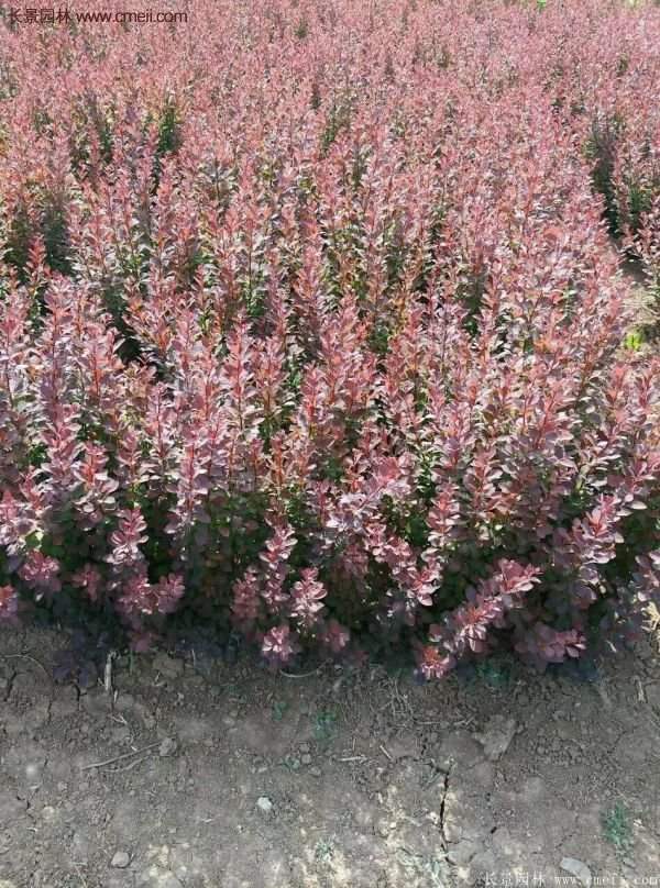 沭陽(yáng)紅葉小檗基地照片