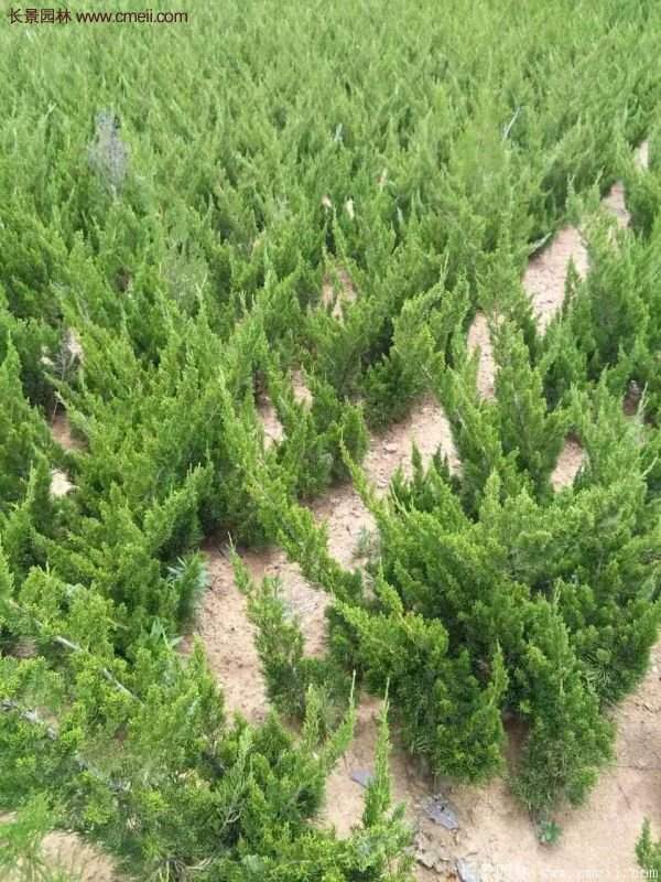 龍柏基地小龍柏實(shí)拍圖片