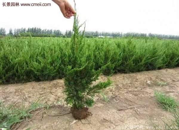 龍柏基地小龍柏實(shí)拍圖片