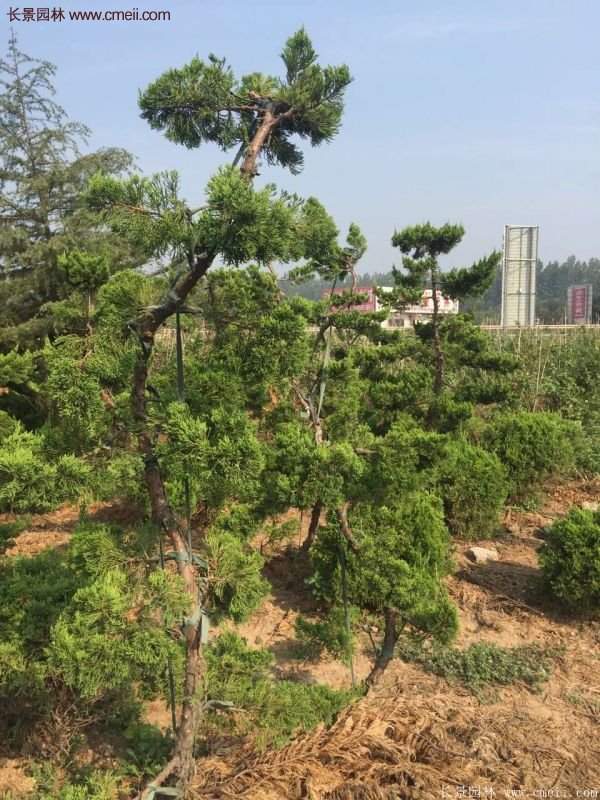 龍柏景觀樹(shù)造型