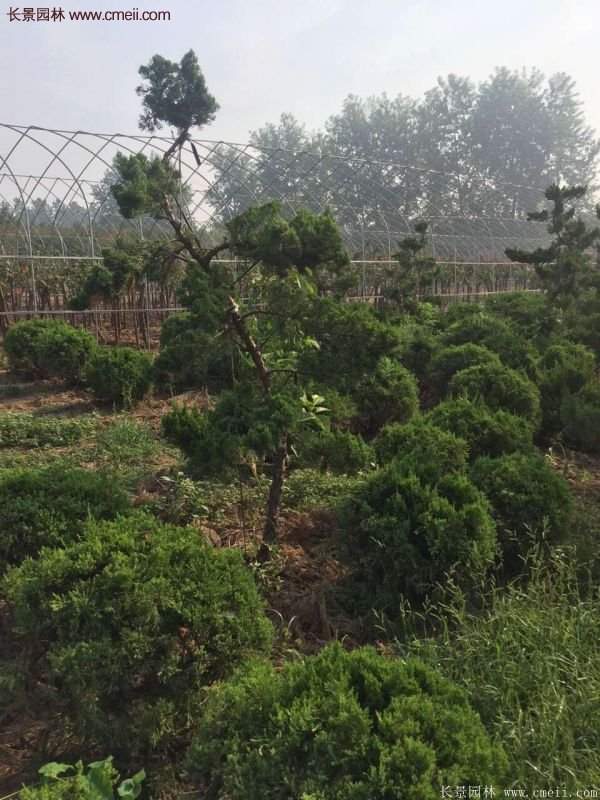 龍柏景觀樹(shù)造型