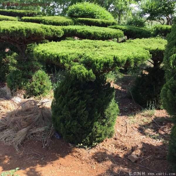 龍柏景觀樹(shù)造型