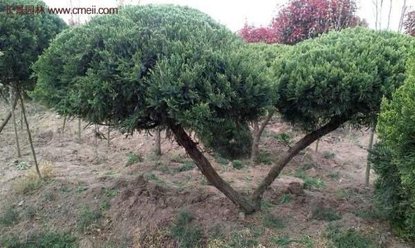 龍柏景觀樹(shù)造型