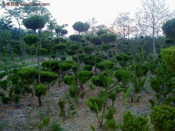 龍柏景觀樹(shù)造型