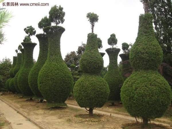 龍柏景觀樹(shù)造型