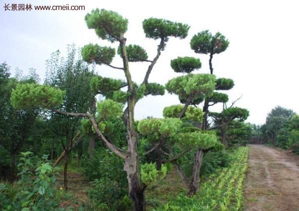 龍柏景觀樹(shù)造型