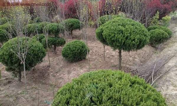 龍柏景觀樹(shù)造型