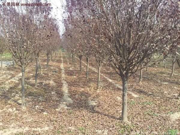 紫葉李批發(fā)基地，