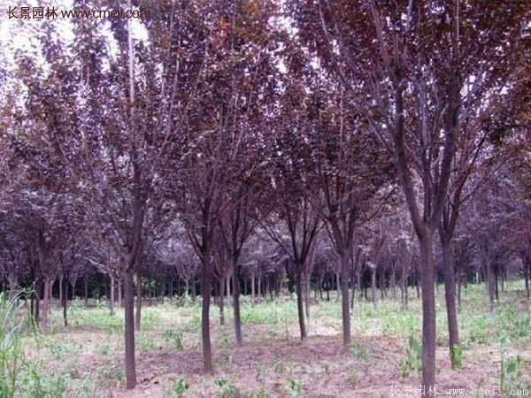 紫葉李批發(fā)基地，