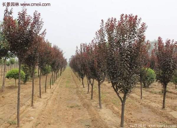 紫葉李批發(fā)基地，