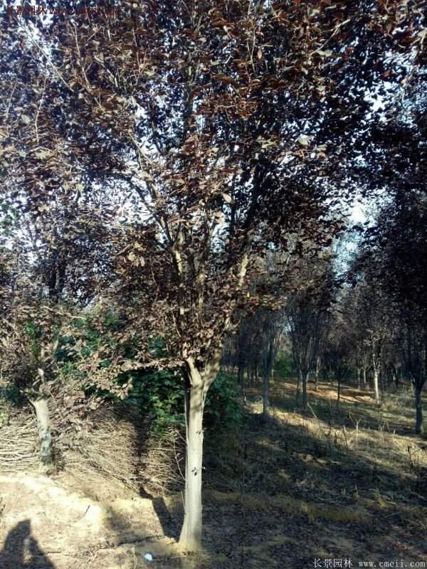 紫葉李批發(fā)基地，