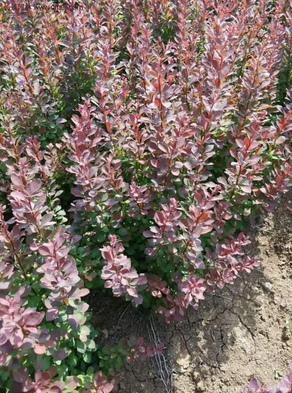 沭陽基地的紅葉小檗苗、紅葉小檗球