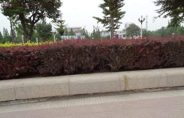 沭陽紅葉小檗價(jià)格