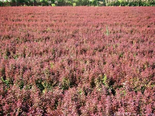 沭陽紅葉小檗價(jià)格