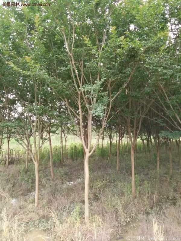 紫薇樹(shù)多少錢(qián)一棵？