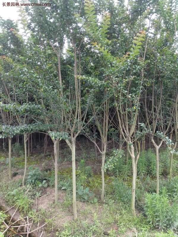 紫薇樹(shù)多少錢(qián)一棵？