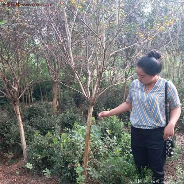 紫薇樹(shù)多少錢(qián)一棵？