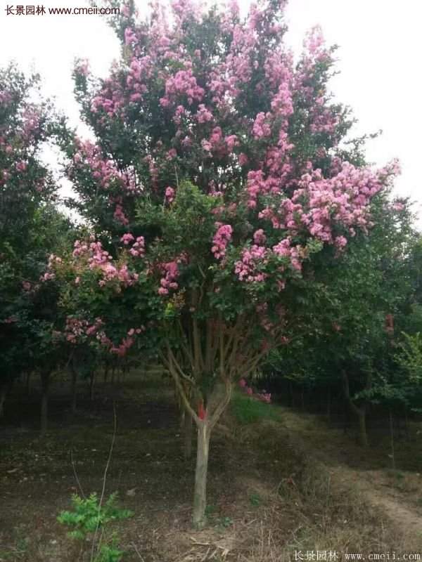 紫薇樹(shù)多少錢(qián)一棵？