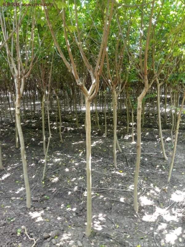 紫薇樹(shù)多少錢(qián)一棵？