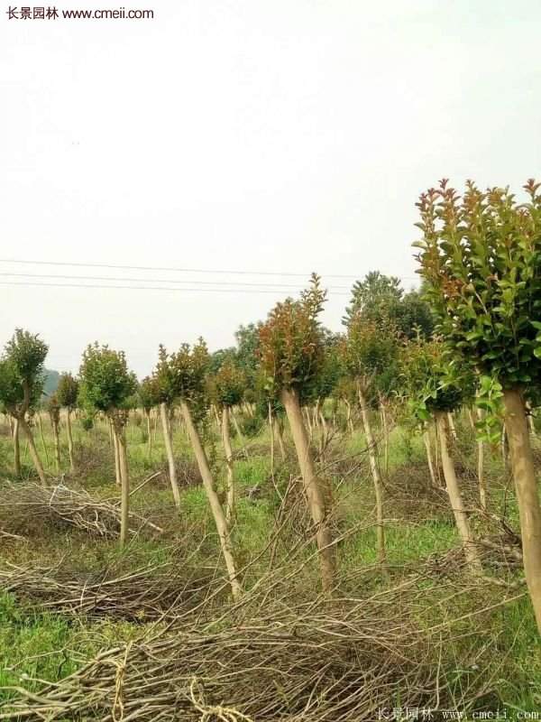 紫薇樹(shù)多少錢(qián)一棵？