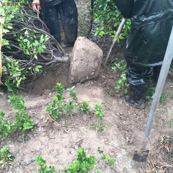 沭陽(yáng)基地的紅葉石楠