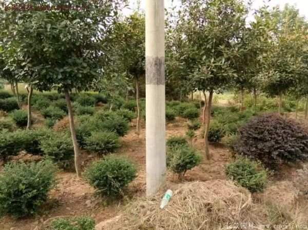 沭陽(yáng)基地的紅葉石楠球、高桿紅葉石楠