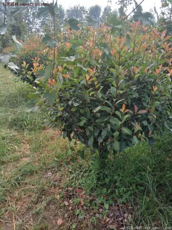 沭陽(yáng)基地的紅葉石楠球、高桿紅葉石楠