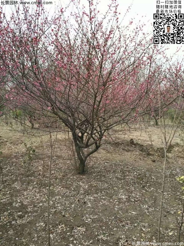 地徑5-7公分紅梅，數(shù)量7000棵左右